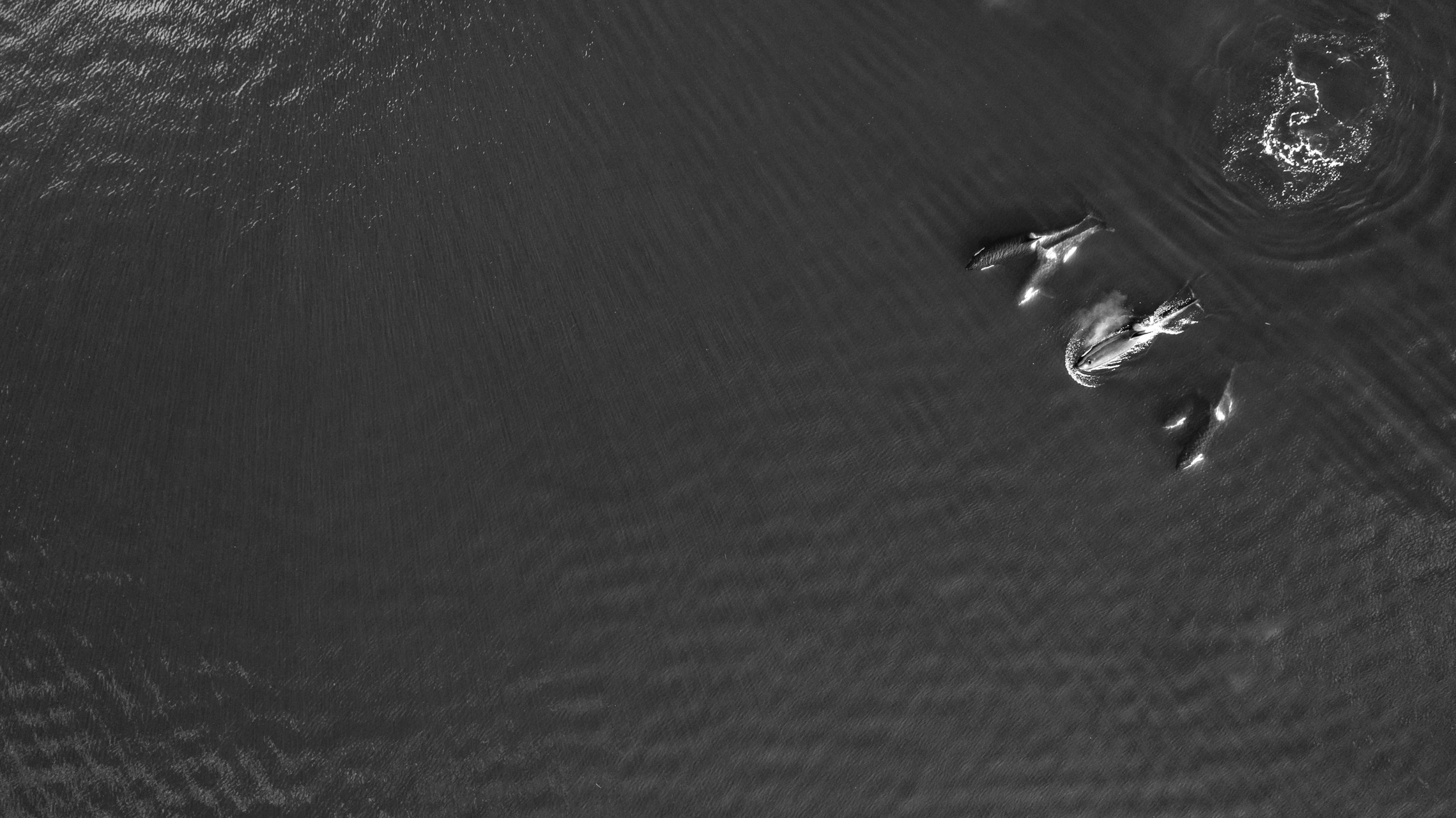 Schwertwale - Kanada