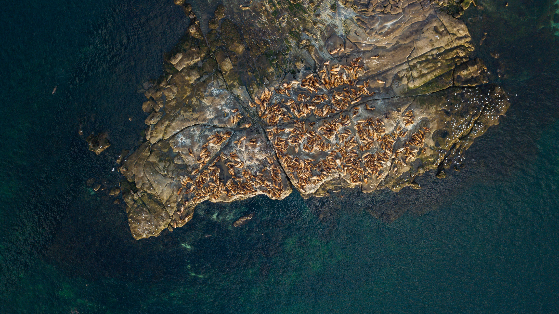 Steller Seelöwen Kolonie - Kanada