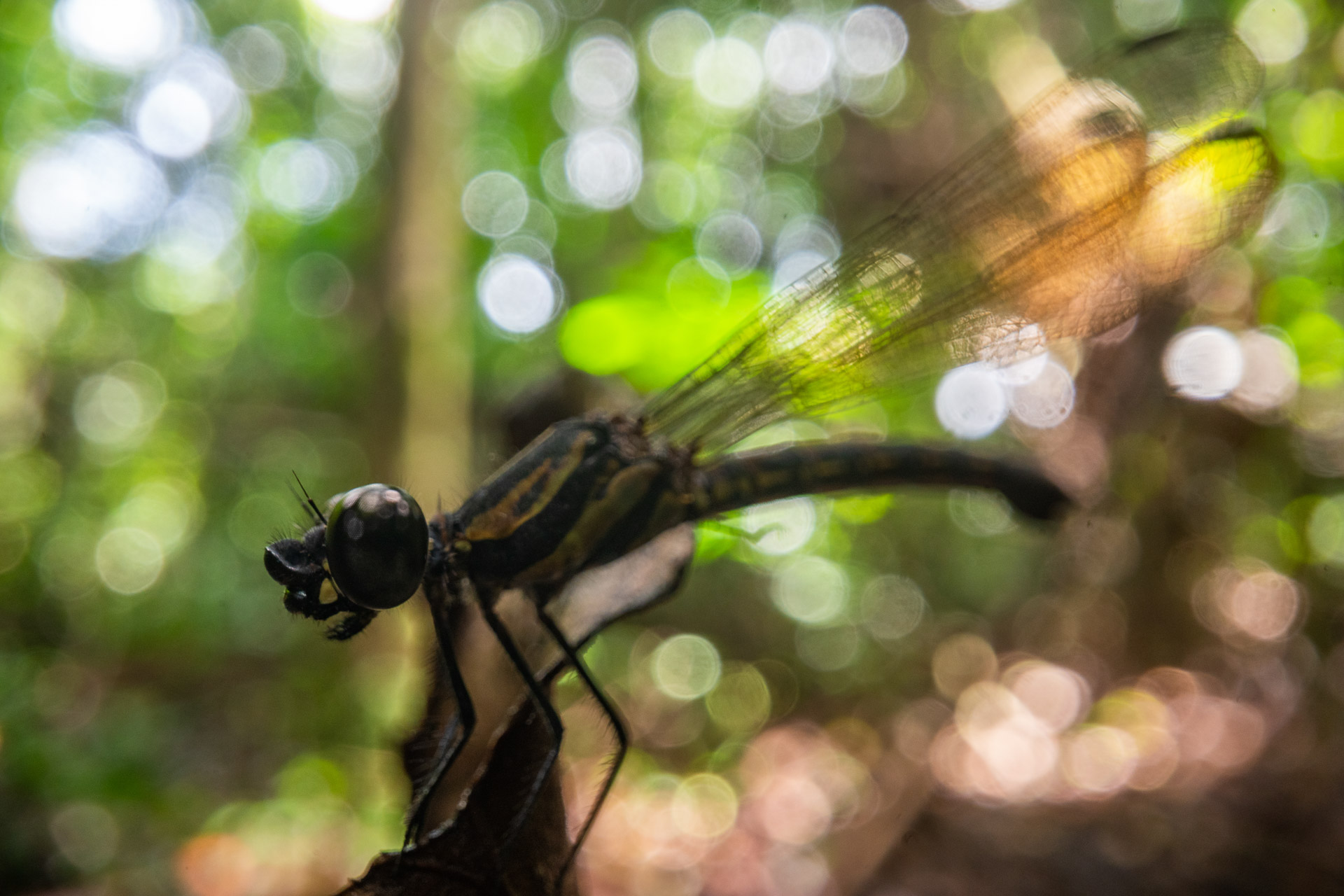 Libelle (genaue Art kommt demnächst) - Demokratische Republik Kongo
