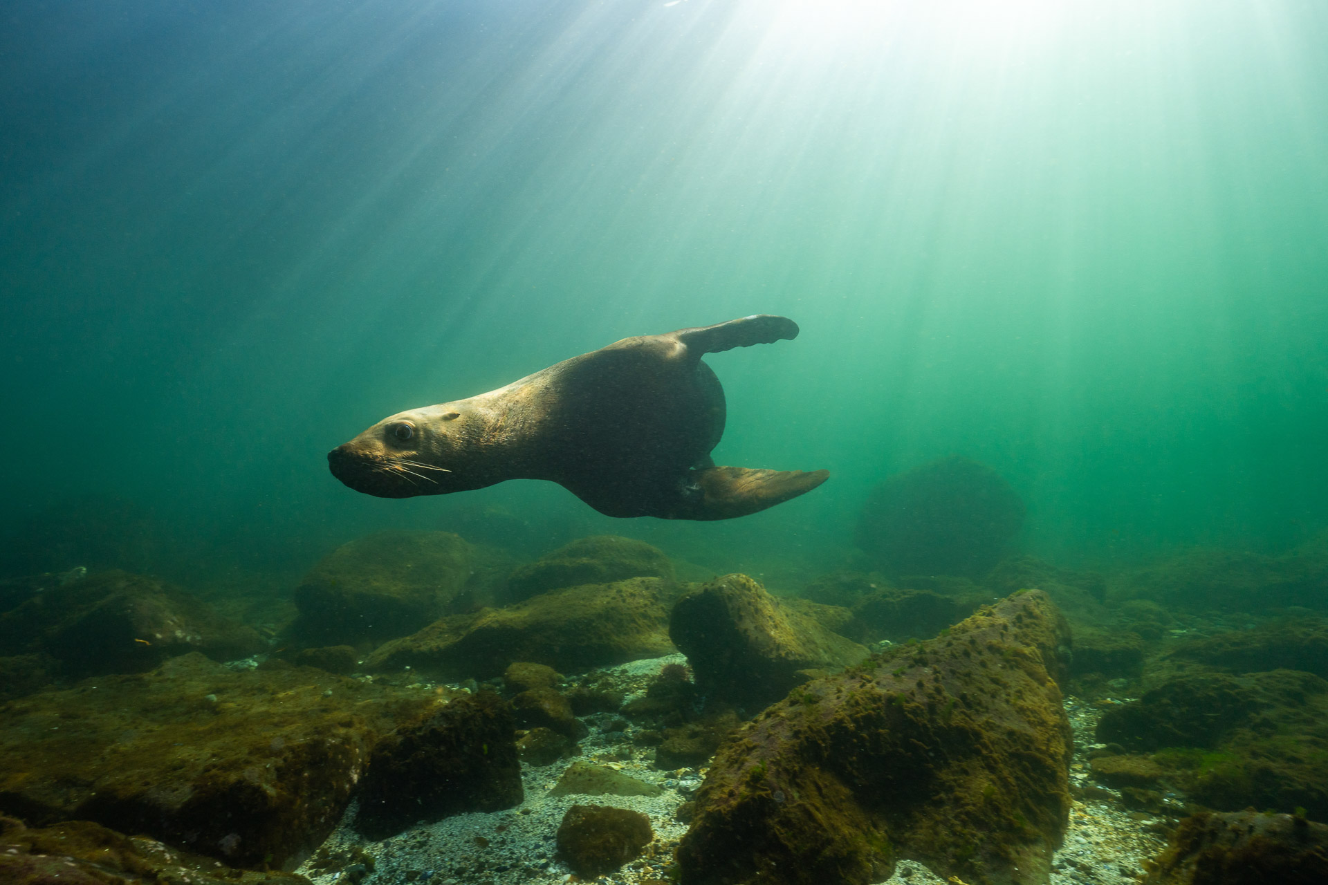 Steller Seelöwen - Kanada