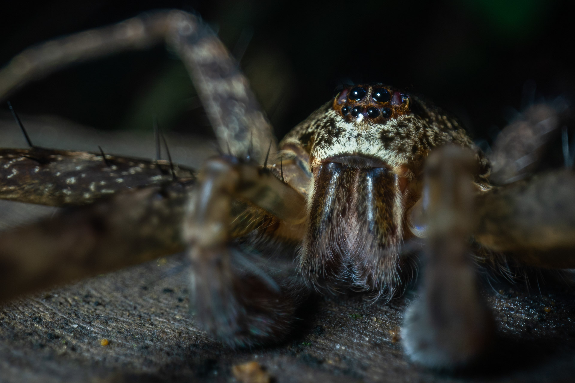 Spinne (genaue Art kommt demnächst) - Demokratische Republik Kongo