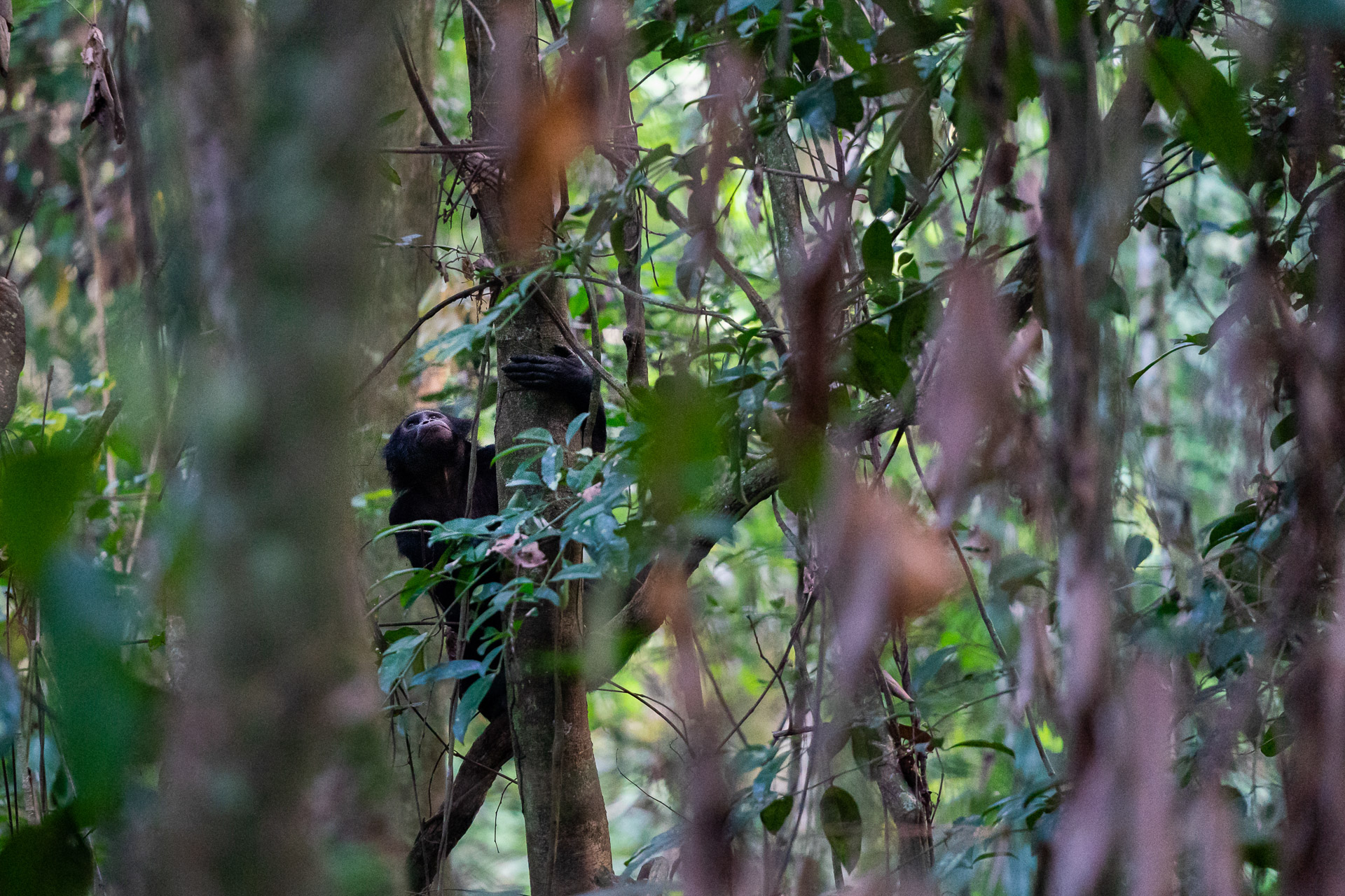 Bonobo - Demokratische Republik Kongo