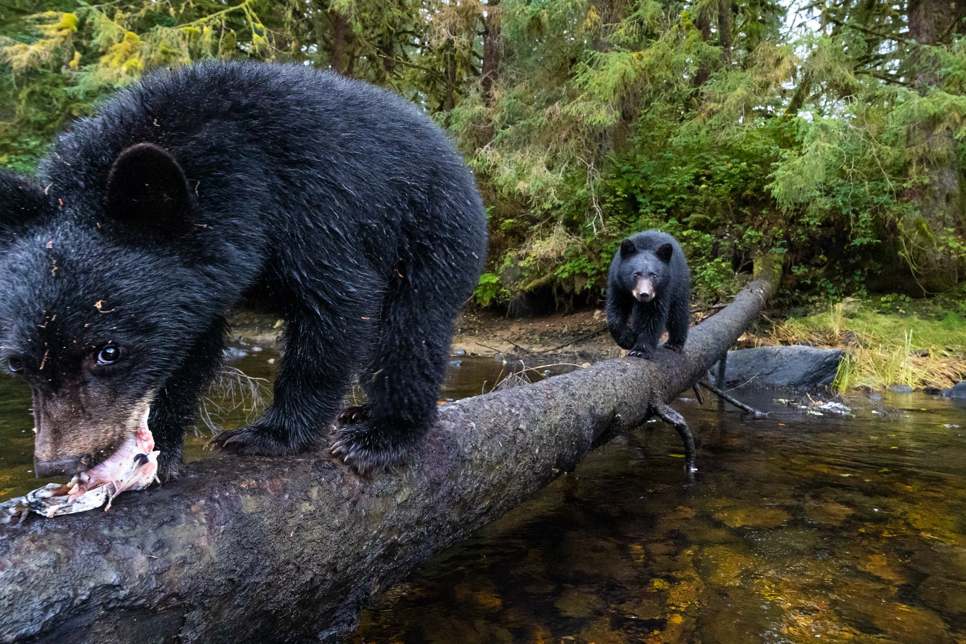 Junge Schwarzbären - Kanada