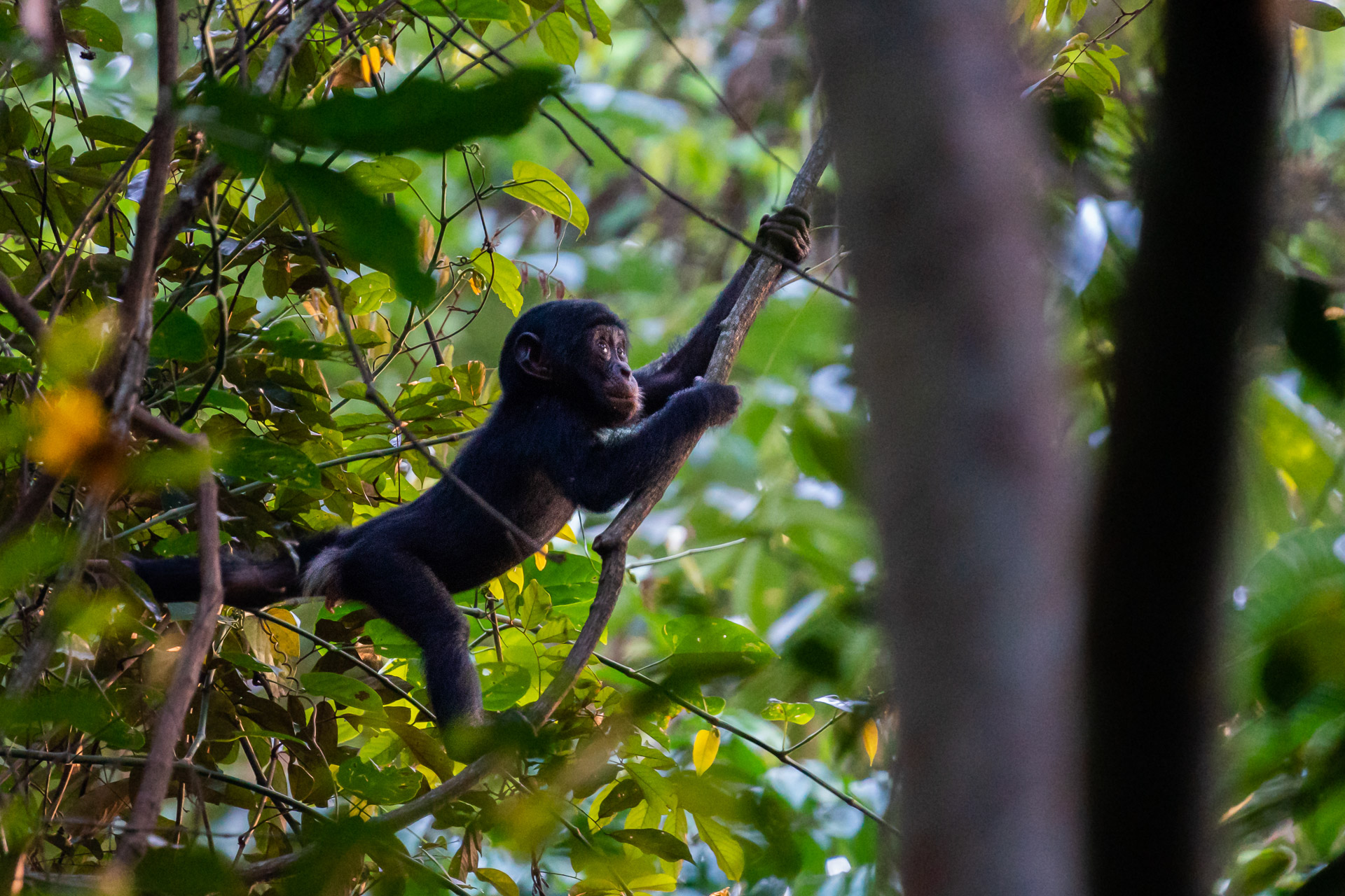 Junger Bonobo - Demokratische Republik Kongo
