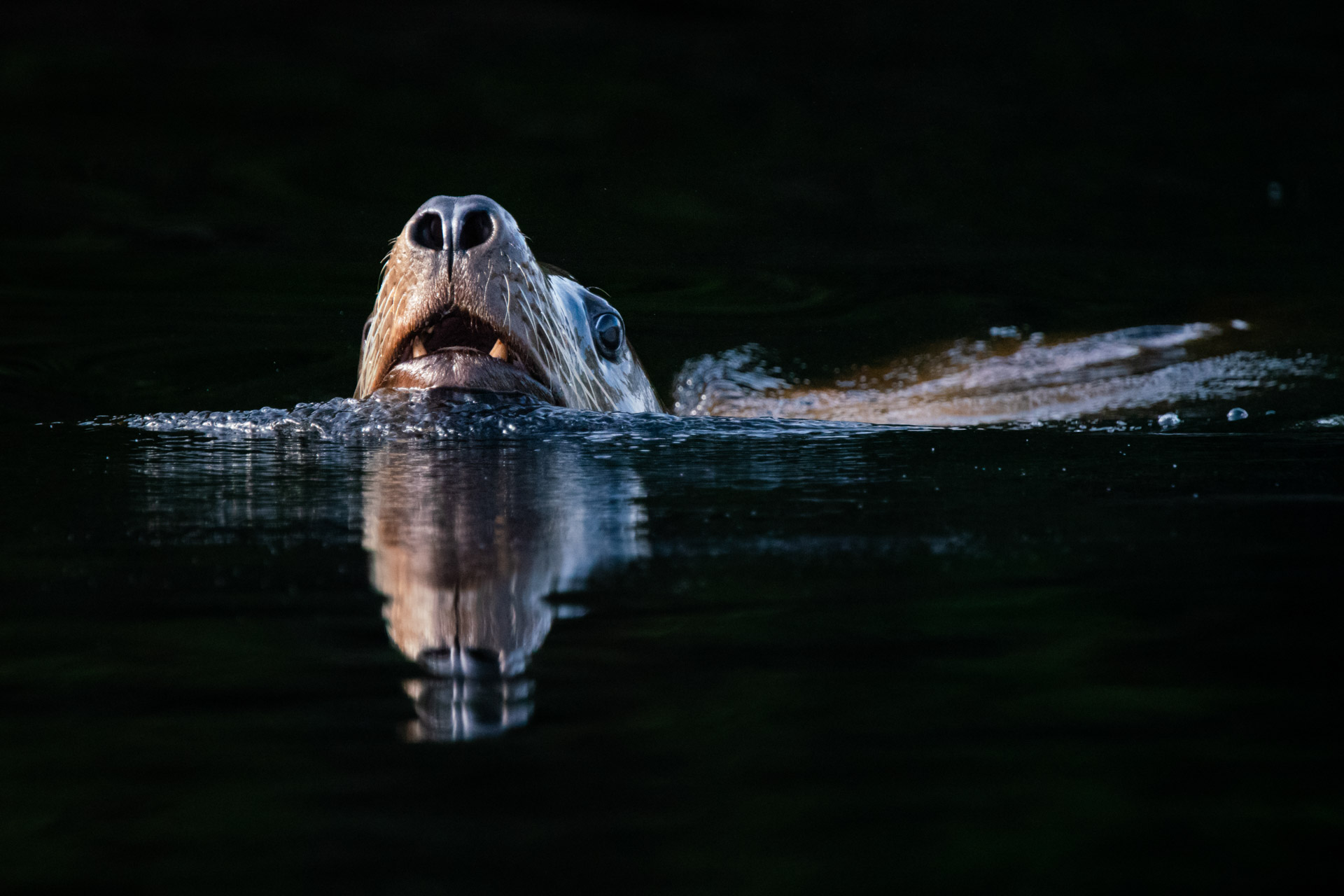 Steller Seelöwe - Kanada