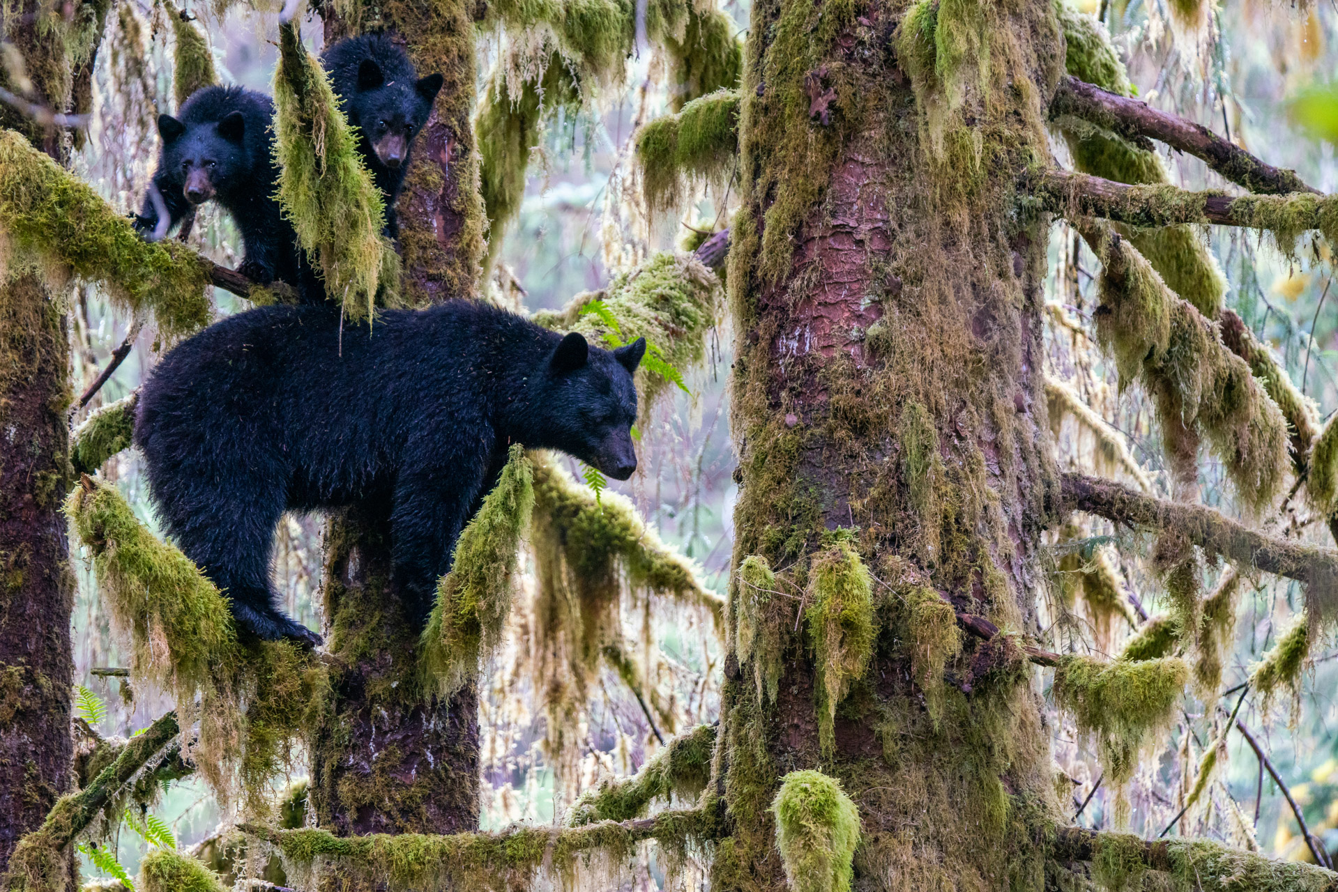 Schwarzbärenfamilie - Kanada