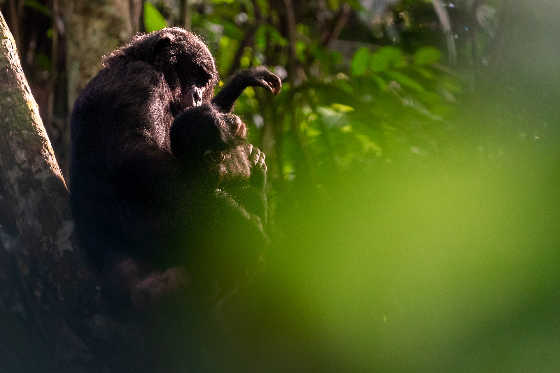 Bonobo baby mit seiner Mutter - Demokratische Republik Kongo