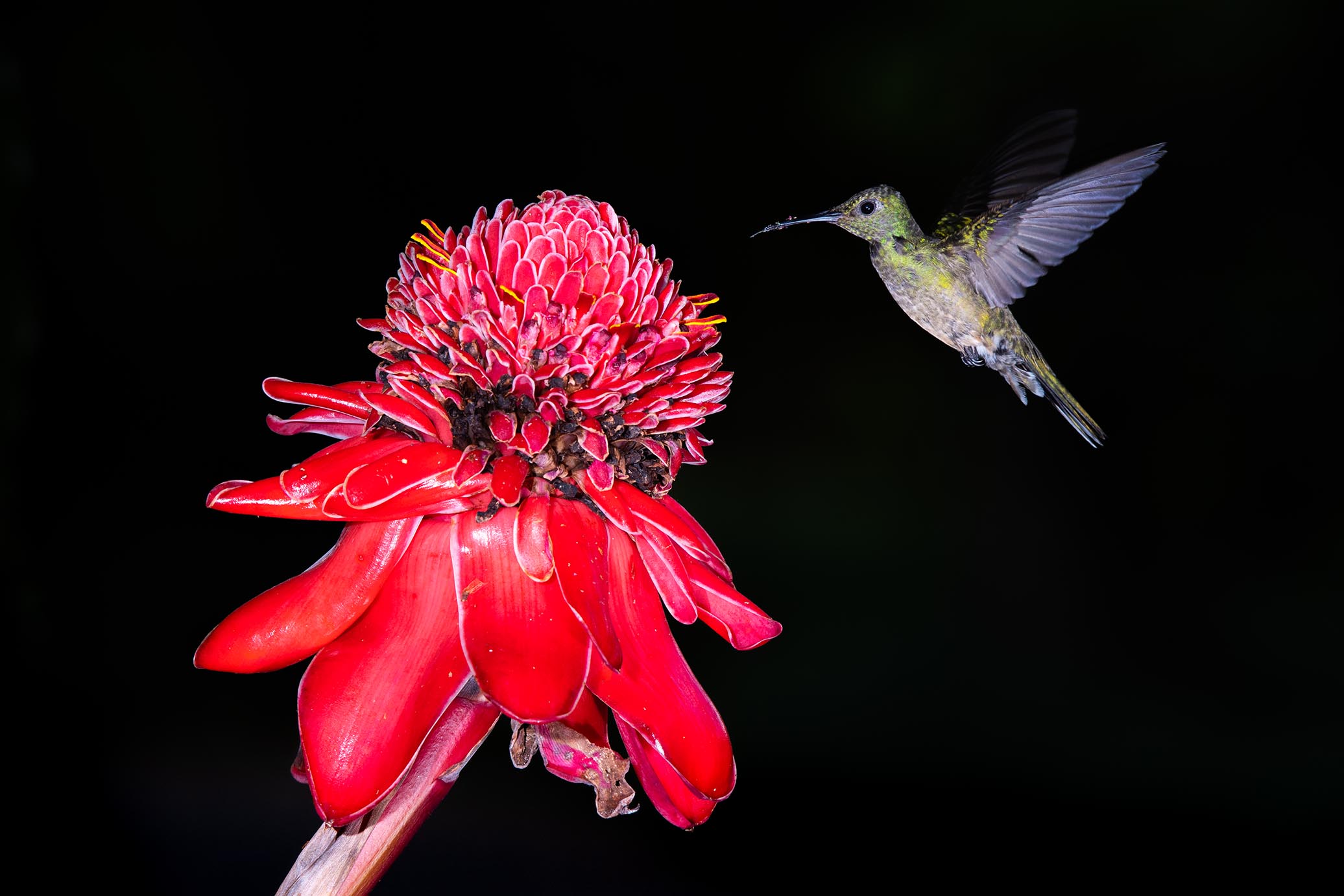 Kolibri - Costa Rica