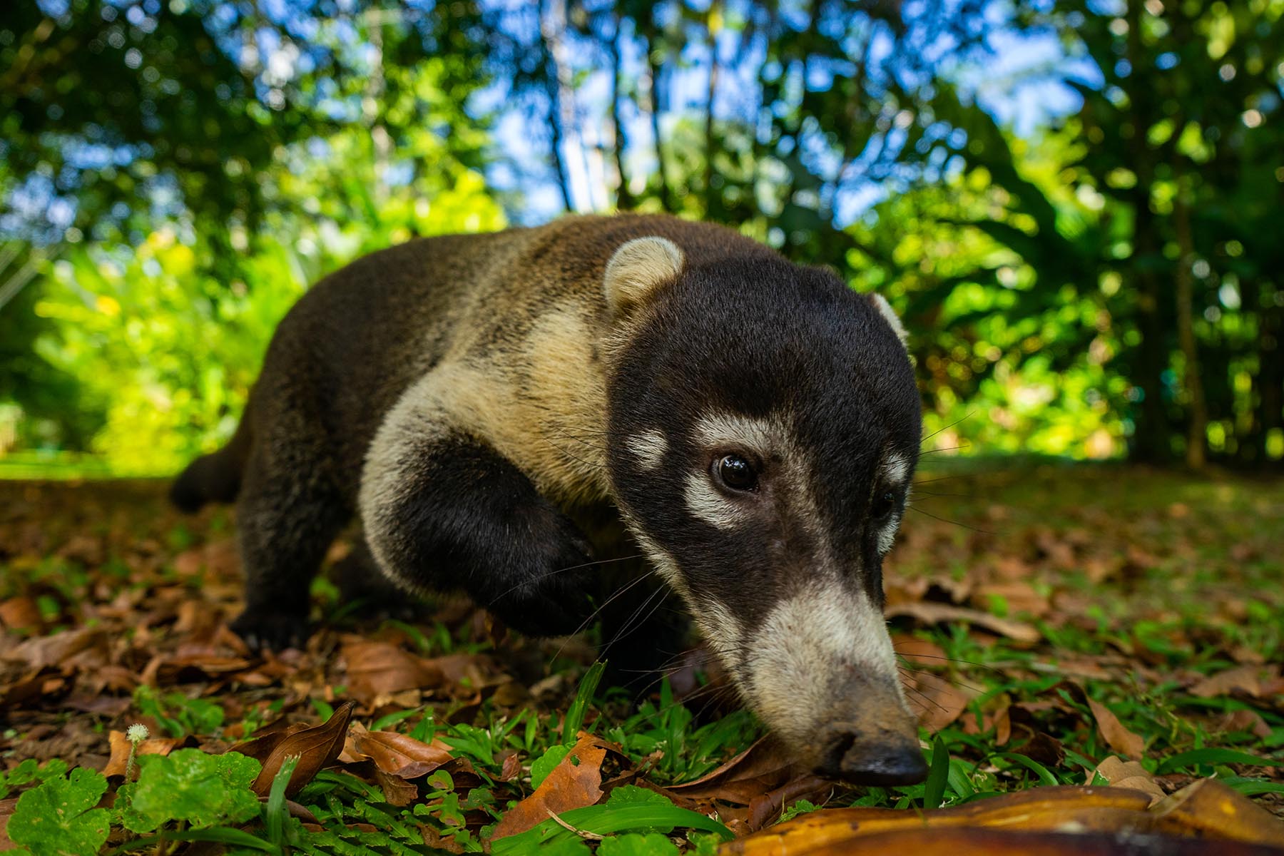 Weißrüssel-Nasenbär - Costa Rica