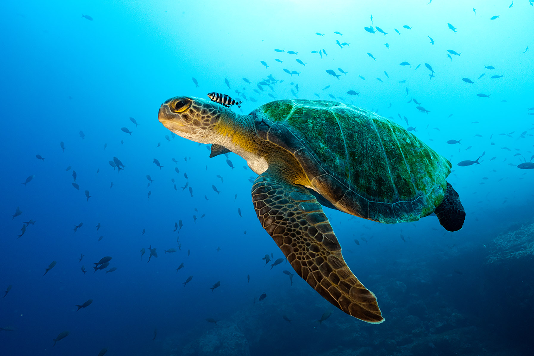 Grüne Meeresschildkröte - Costa Rica