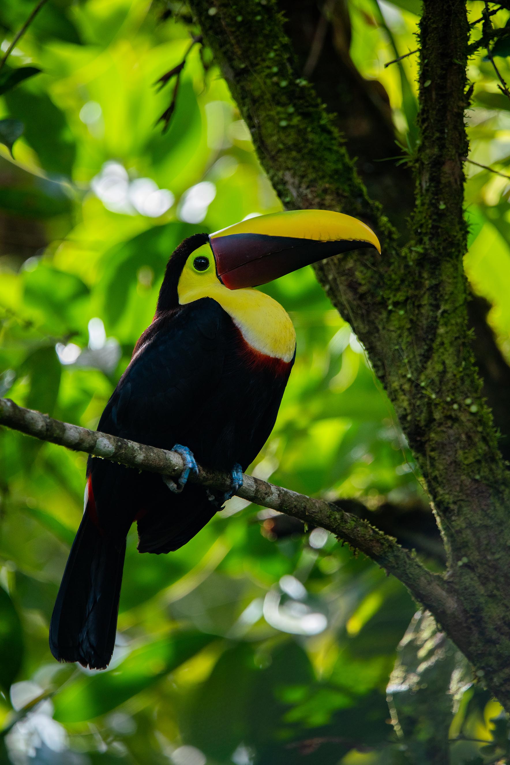 Swainson-Tukan - Costa Rica