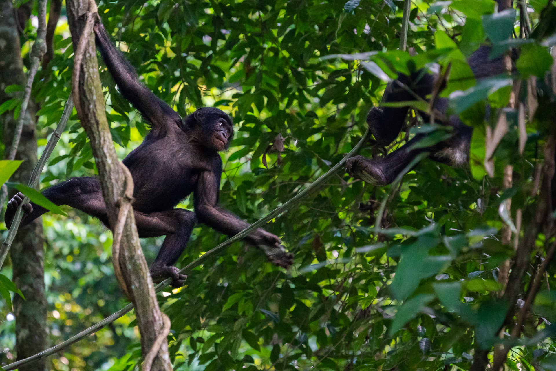 Bonobos - Demokratische Republik Kongo